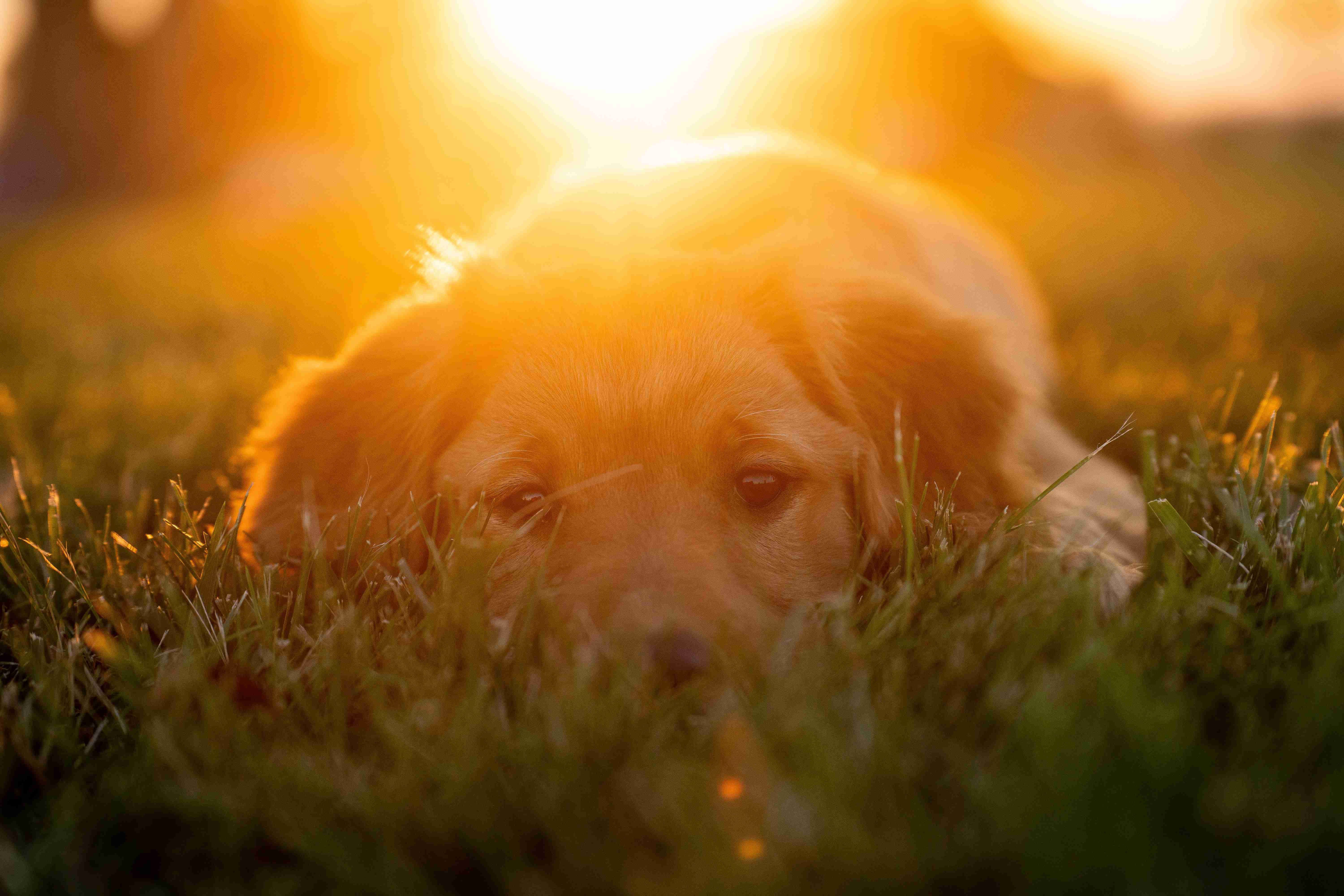 Are golden retrievers more prone to certain types of cancer?